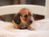 Kaninchen-Dachshund9362