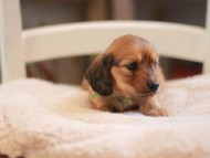 Kaninchen-Dachshund9363