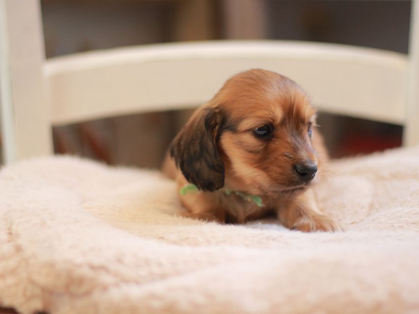 カニンヘン ダックスフンド ローリー&ブイの子犬 レッド 男の子(2)