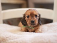 Kaninchen-Dachshund9365