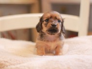Kaninchen-Dachshund9372