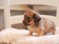 Kaninchen-Dachshund9374