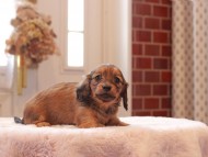 Kaninchen-Dachshund9378 Kaninchen-Dachshund9378