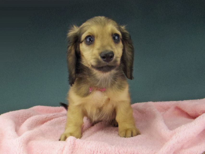 カニンヘン ダックスフンド ローリー & タケルの子犬 イエロー（クリーム） 女の子（1）