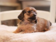 Kaninchen-Dachshund9385