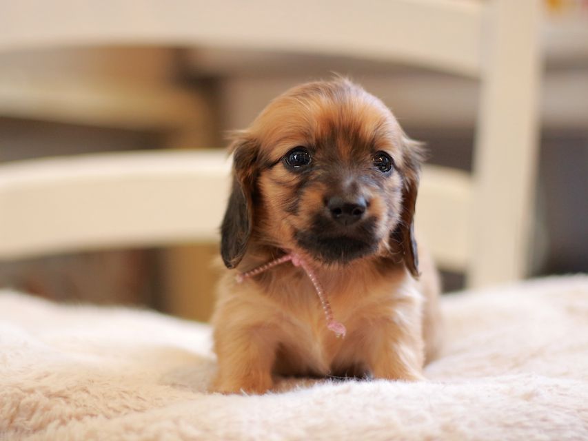 カニンヘン ダックスフンド ローリー&ブイの子犬 レッド 女の子