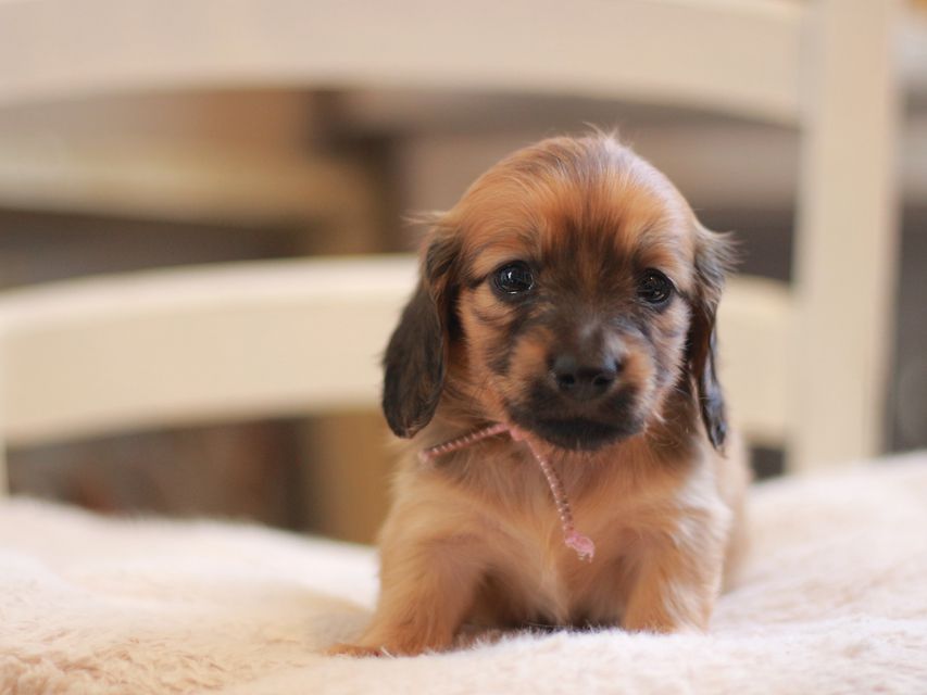 カニンヘン ダックスフンド ローリー&ブイの子犬 レッド 女の子