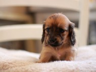 Kaninchen-Dachshund9394