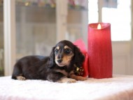 Kaninchen-Dachshund940