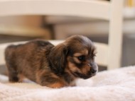 Kaninchen-Dachshund9406 Kaninchen-Dachshund9406
