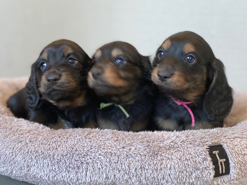 ミニチュア ダックスフンド ララcs & デンゼルAUST.CHの子犬 ブラタン 男の子3兄弟miniature-Dachshund94 ミニチュア ダックスフンド ララcs & デンゼルAUST.CHの子犬 ブラタン 男の子3兄弟