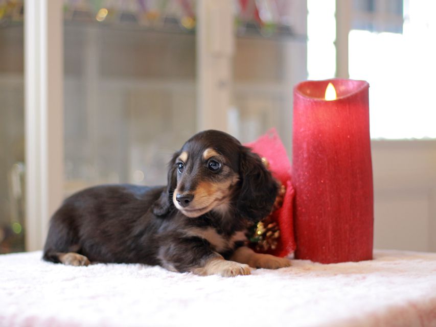 カニンヘン ダックスフンド ジャム & スルガの子犬 ブラックイエロー（ブラッククリーム）男の子（2）