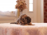 Kaninchen-Dachshund9412