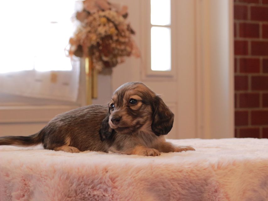 ミニチュアダックス ダックスフンド ララ & ボノの子犬 シェーデットイエロー（シェーデットクリーム）女の子