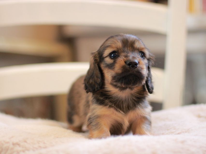 カニンヘン ダックスフンド ローリー&ブイの子犬 イエロー（クリーム） 女の子