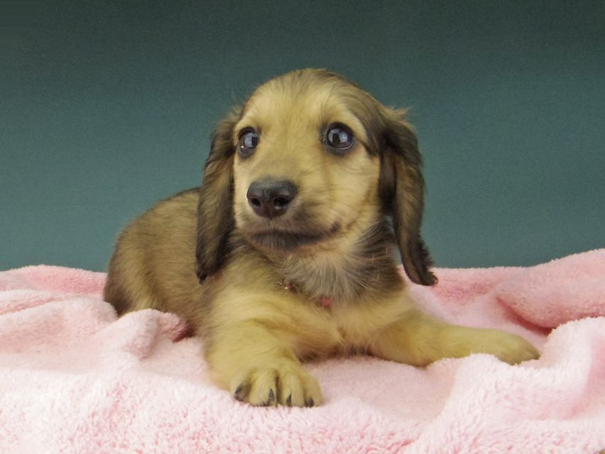 カニンヘン ダックスフンド ローリー & タケルの子犬 イエロー（クリーム） 女の子（1）