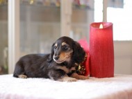 Kaninchen-Dachshund942
