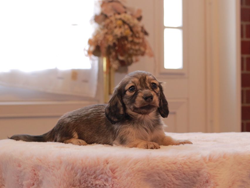 ミニチュアダックス ダックスフンド ララ & ボノの子犬 シェーデットイエロー（シェーデットクリーム）女の子