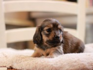 Kaninchen-Dachshund9426 Kaninchen-Dachshund9426