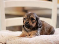 Kaninchen-Dachshund9428 Kaninchen-Dachshund9428