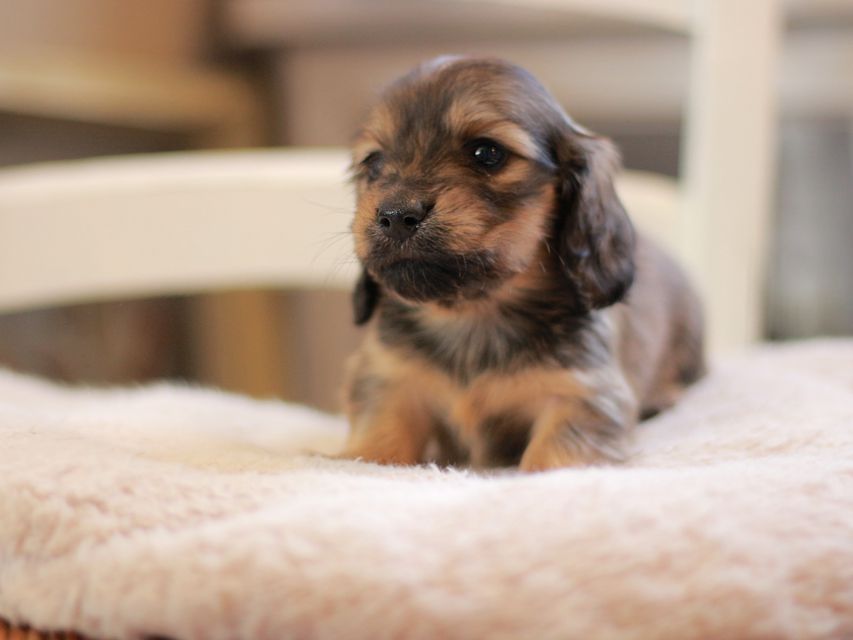 カニンヘン ダックスフンド ローリー&ブイの子犬 イエロー（クリーム） 女の子
