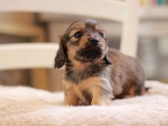 Kaninchen-Dachshund9436 Kaninchen-Dachshund9436