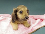 Kaninchen-Dachshund944
