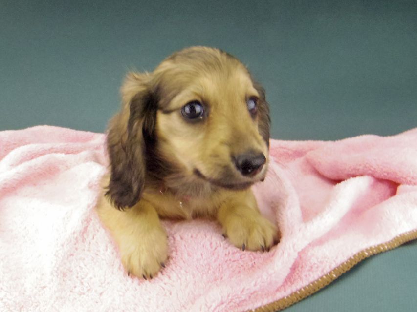 カニンヘン ダックスフンド ローリー & タケルの子犬 イエロー（クリーム） 女の子（1）