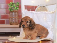 Kaninchen-Dachshund94