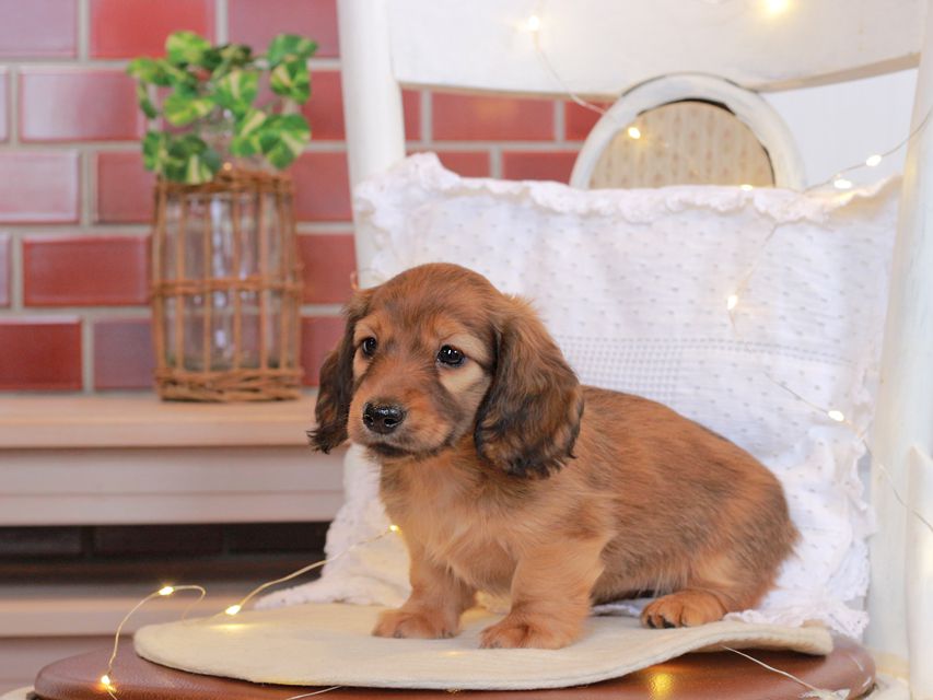 カニンヘン ダックスフンド シオン & ロックスの子犬 シェーデットレッド 女の子Kaninchen-Dachshund94 カニンヘン ダックスフンド シオン & ロックスの子犬 シェーデットレッド 女の子
