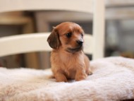 Kaninchen-Dachshund9451 Kaninchen-Dachshund9451