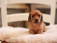 Kaninchen-Dachshund9456