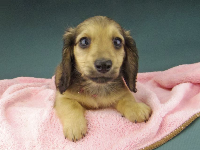 カニンヘン ダックスフンド ローリー & タケルの子犬 イエロー（クリーム） 女の子（1）