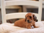 Kaninchen-Dachshund9460 Kaninchen-Dachshund9460
