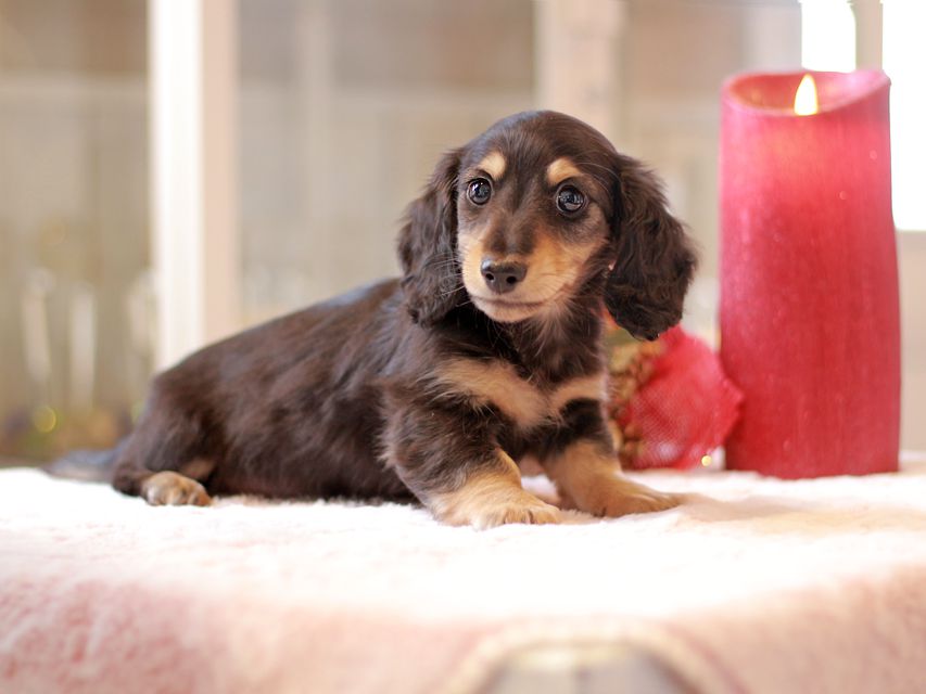 カニンヘン ダックスフンド ジャム & スルガの子犬 ブラックイエロー（ブラッククリーム）男の子（2）