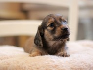Kaninchen-Dachshund9486