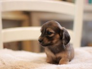 Kaninchen-Dachshund9491