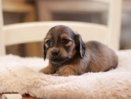Kaninchen-Dachshund9494 Kaninchen-Dachshund9494