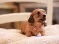 Kaninchen-Dachshund9499