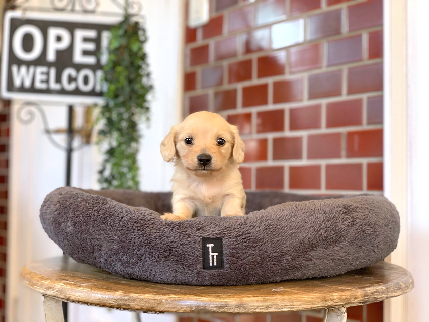 カニンヘン ダックスフンド まめ & 竹千代CHの子犬 イエロー（クリーム） 男の子