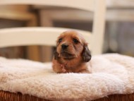 Kaninchen-Dachshund9507 Kaninchen-Dachshund9507