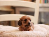 Kaninchen-Dachshund9510 Kaninchen-Dachshund9510