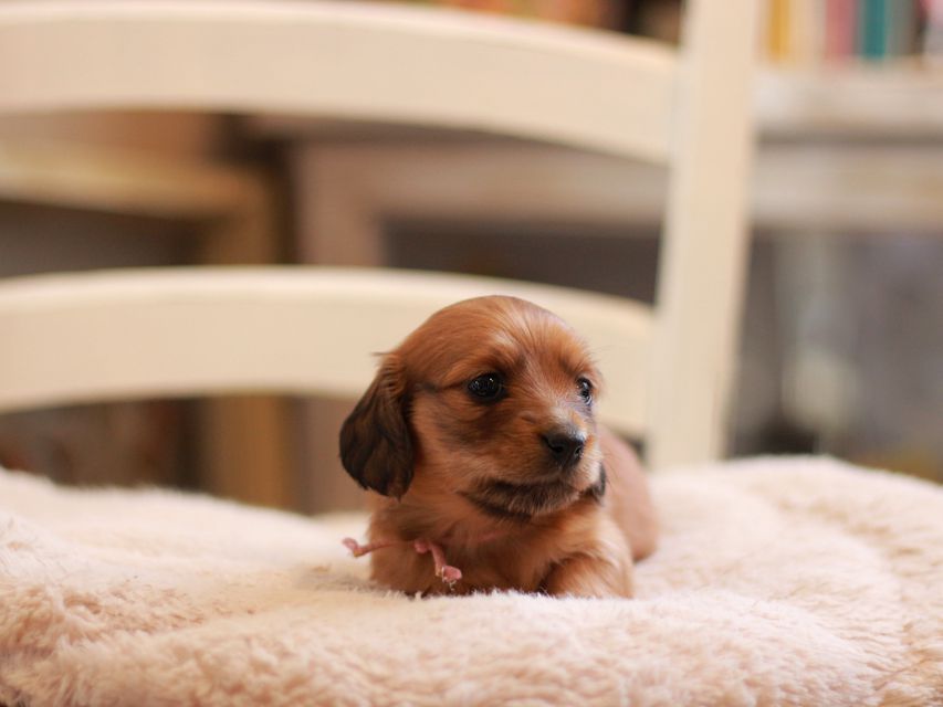 カニンヘン ダックスフンド ノン&パッションの子犬 レッド 女の子（1）