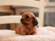Kaninchen-Dachshund9516