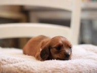 Kaninchen-Dachshund9517 Kaninchen-Dachshund9517