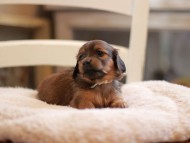 Kaninchen-Dachshund9537