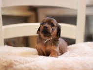 Kaninchen-Dachshund9548