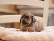 Kaninchen-Dachshund9560