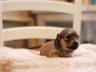 Kaninchen-Dachshund9564