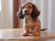 Kaninchen-Dachshund9589